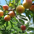 김주연농장 이미지