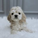 행복한 순간 | 동구코카스파니엘분양 반려견 가족 맞이 후기 정말 행복한 순간들