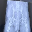 쿨펫동물병원(탄방점) 이미지