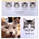 반갑다 창문밖 고양이 이미지
