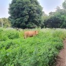 조산목장 이미지