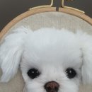 제나펫