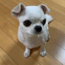 도그바이러스 이미지