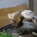 장흥황토마당 이미지