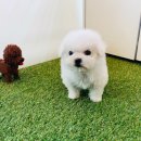 벧엘애견 이미지