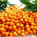 비파나무집 이미지