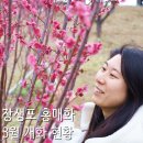 호산근린공원 서편 - 3892 | 울산 장생포 홍매화 3월 개화시기, 홍매화 위치 가는방법 후기