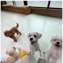가히애견 | 천안애견장기호텔 마음껏 뛰노는 우리 아이들의 천국, 노케이지 후기