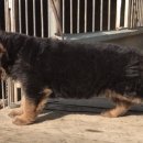 똥강아지 이미지