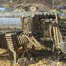 소머거리 이미지