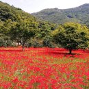 청솔밭주