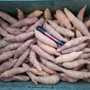 ＜＜달콤한~~꿀고구마 한정판매합니다! 망설이면 품절!＞＞ 이미지