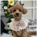 우리동네펫샵 | 용종동애견미용 우리동네펫샵에서 매력적인 변신을 경험하다