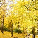 은행나무가든 이미지