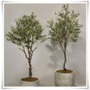 올리브향기 이미지