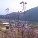 산막이옛길 하얀집 이미지