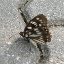 흑백알락나비(네발나비과) 이미지