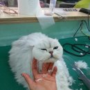 홍지연애견샵 이미지