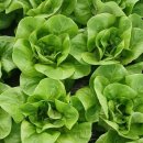 샌드위치와 샐러드(오후) 이미지