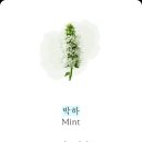 박하 Mint 이미지