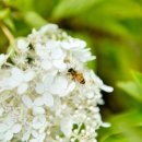 방축천7 도림2교 | 세종시 방축천음악분수쇼~~~등을 구경해요^^