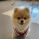 댕스토리 이미지