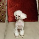 멍냥싸롱 이미지