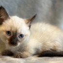 도그마루 강아지 고양이 양산화명점 이미지