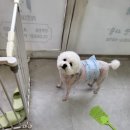 망쿠애견샵 이미지