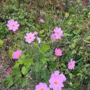 코스모스미용실 이미지