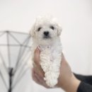 브리더독 이미지