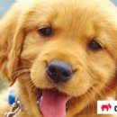 달성축산동물병원 이미지