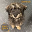 1893 | [❤️입양후기❤️] 1893.우디 🐶