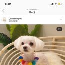 블라썸펫 이미지