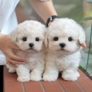 미유펫 강아지애견미용 이미지