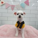 말티스토리 네이버블로그
