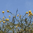 석성동헌 탱자나무 이미지