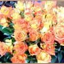 사람이 꽃보다 아름 이미지