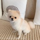 간지나개 이미지