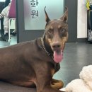 애견미용사 3급 자격증 과정 2 이미지