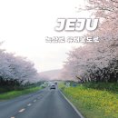 표선면사무소 | [제주] 표선벗꽃 가시리 녹산로 유채꽃도로 (2025)