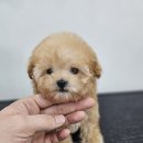 바른 애견 이미지