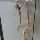 한반도펜션 이미지