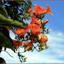 담양 사슴농원 이미지