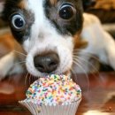 동탄동물병원 이미지