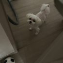 센텀푸른이비인후과의원 | 코로나 재확진 후기 가족들한테 안 옮기고 완치하기