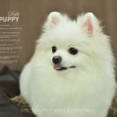 둘리애견미용샵 이미지