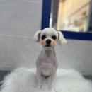 뽀숑그루밍 이미지