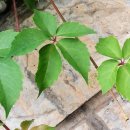 우장산공원길 이미지