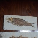 진귀한 화석류(어류,암모나이트,삼엽충등) 이미지
